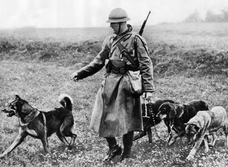 Imagen: ayuda canina en la guerra. AP Images